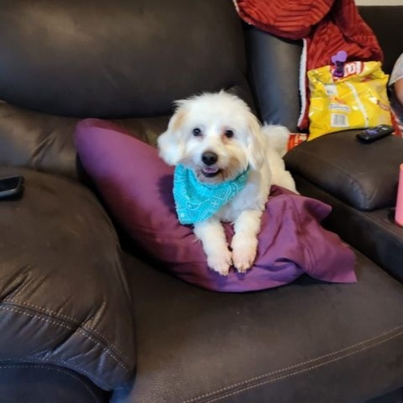 Meet your Posher, Tina - Picture 1 of 1